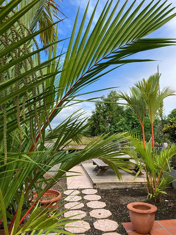 Villa La Roserie Ducos Buitenkant foto
